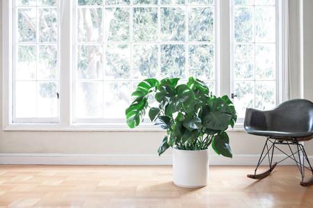 Monstera Deliciosa Care Guide