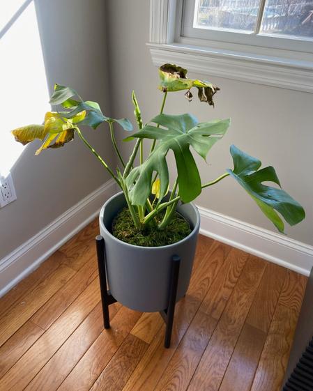 indoor plants picture