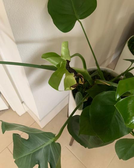 indoor plants picture