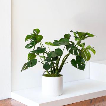 Monstera Deliciosa : guide d’entretien du faux philodendron