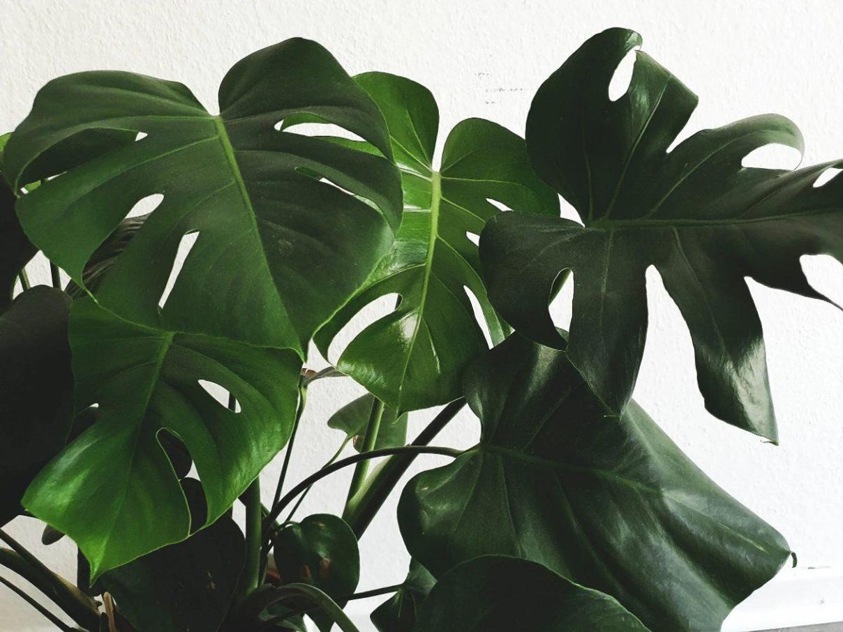 Monstera Deliciosa fertilizer guide