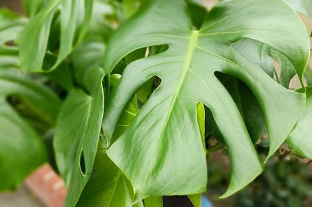 The Best Fertilizer for a Monstera