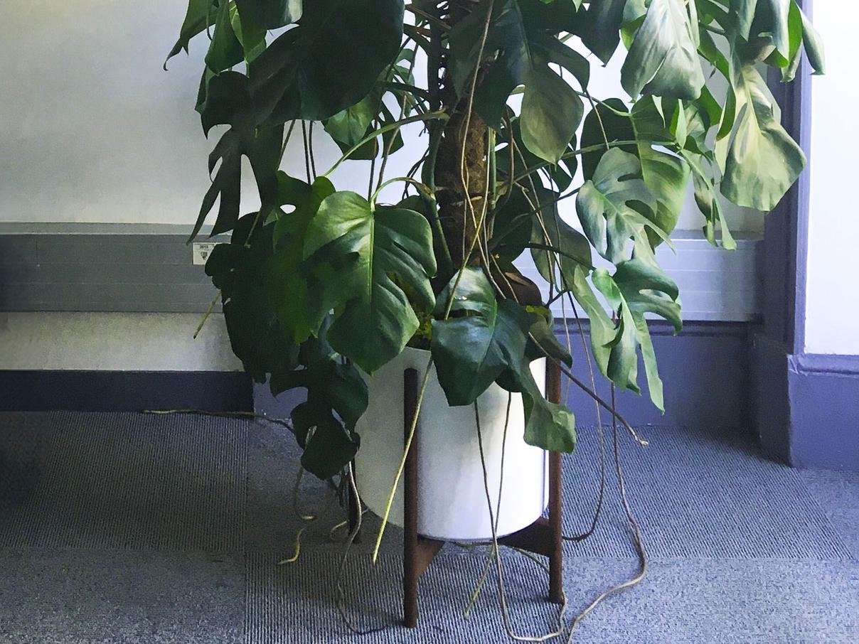 racines aériennes monstera deliciosa