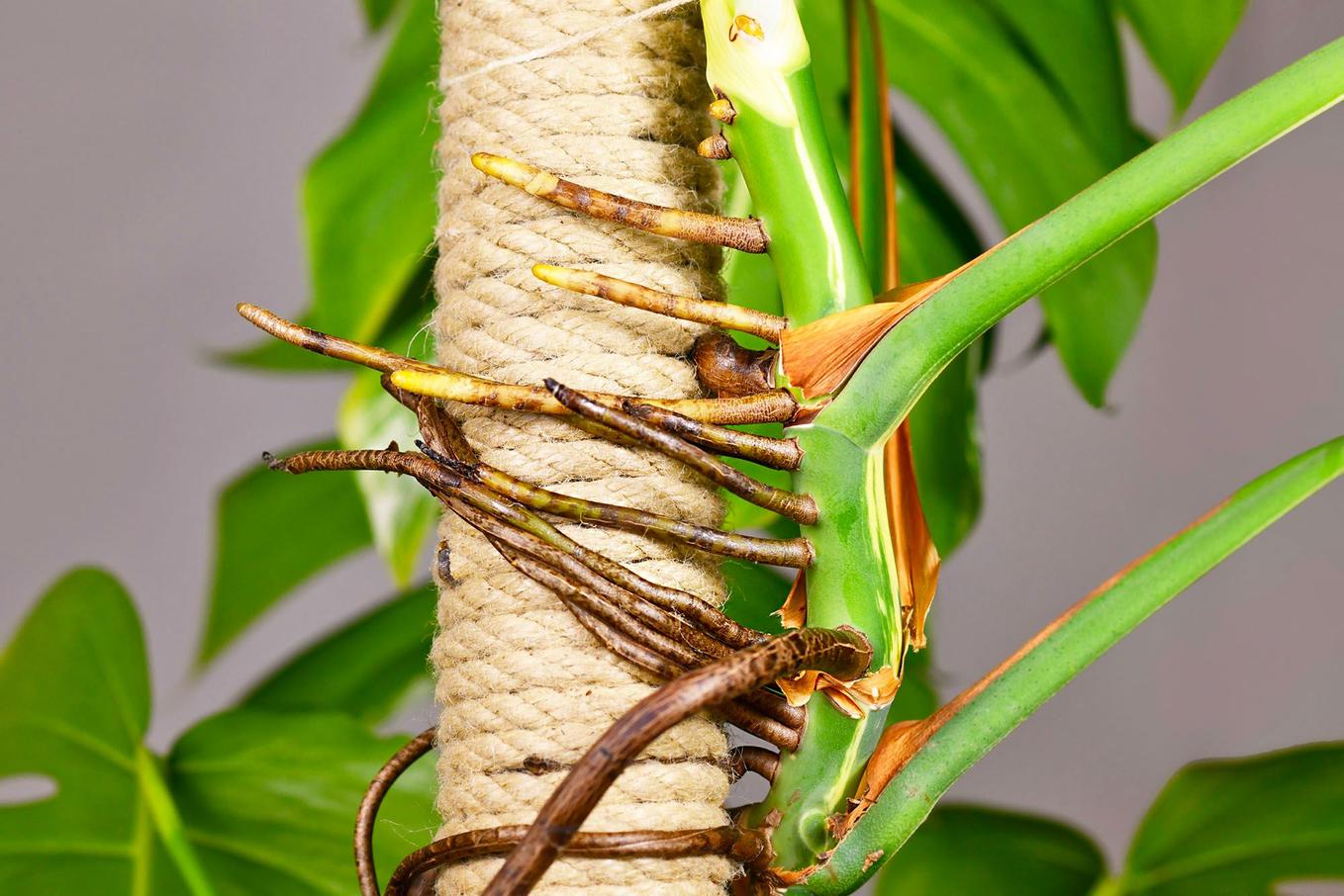 Tuteur monstera