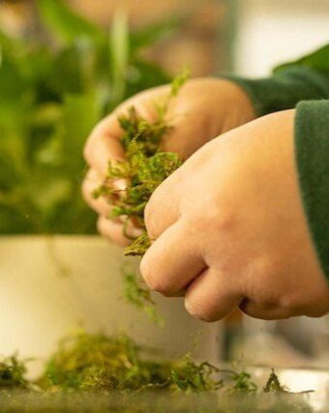 Comment installer la mousse décorative stabilisée pour plantes