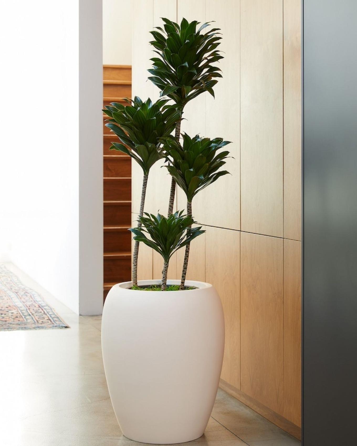 A Dracaena Compacta decorating a mid-century hallway
