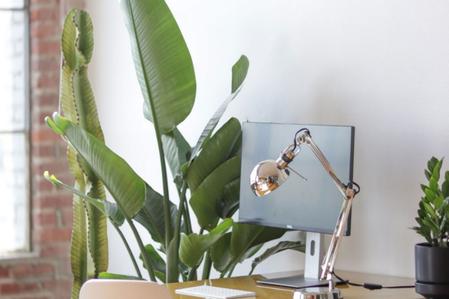 Popular Air-Purifying Plants for the Office