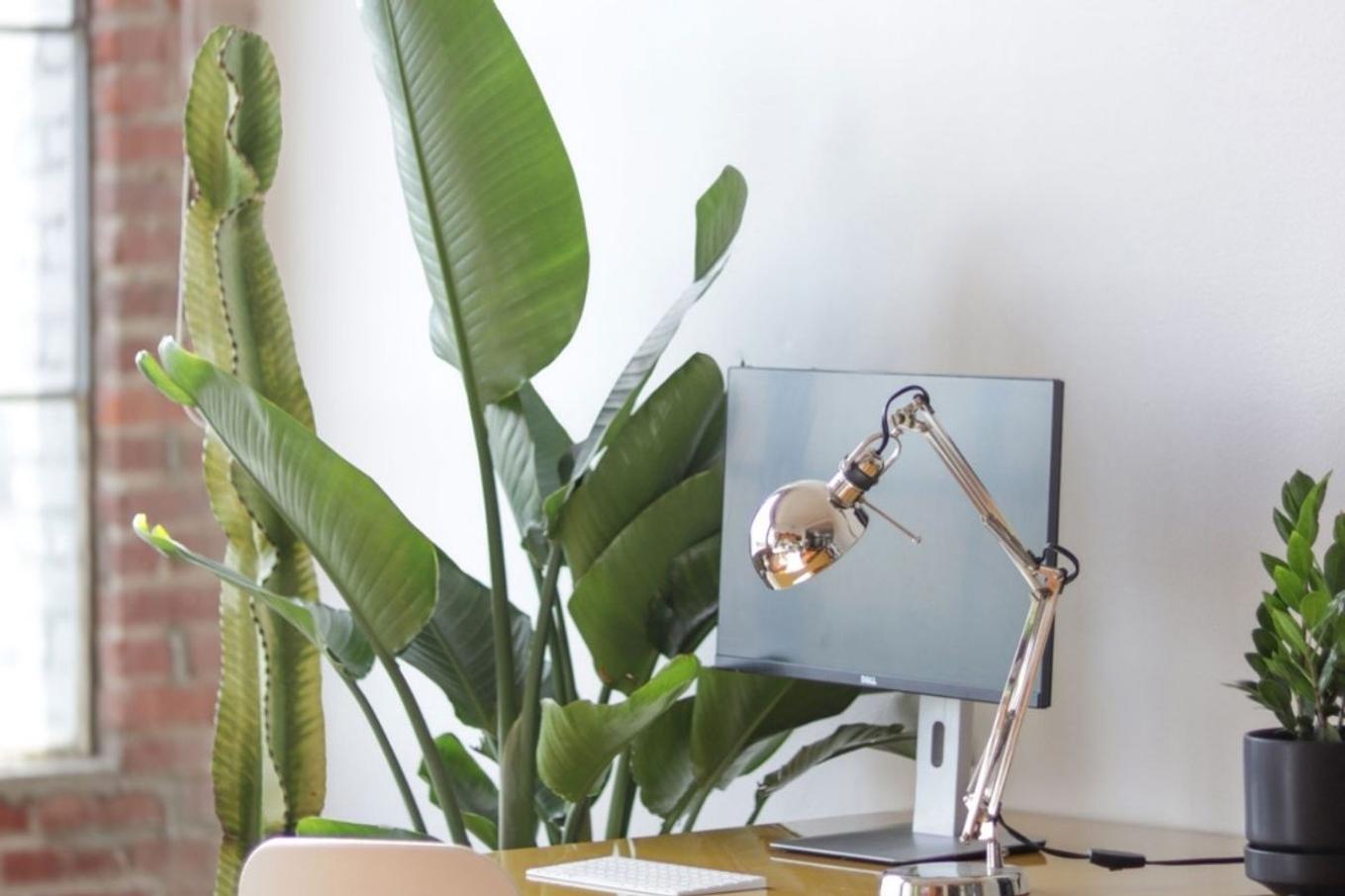 A bright desk space flanked with various potted plants