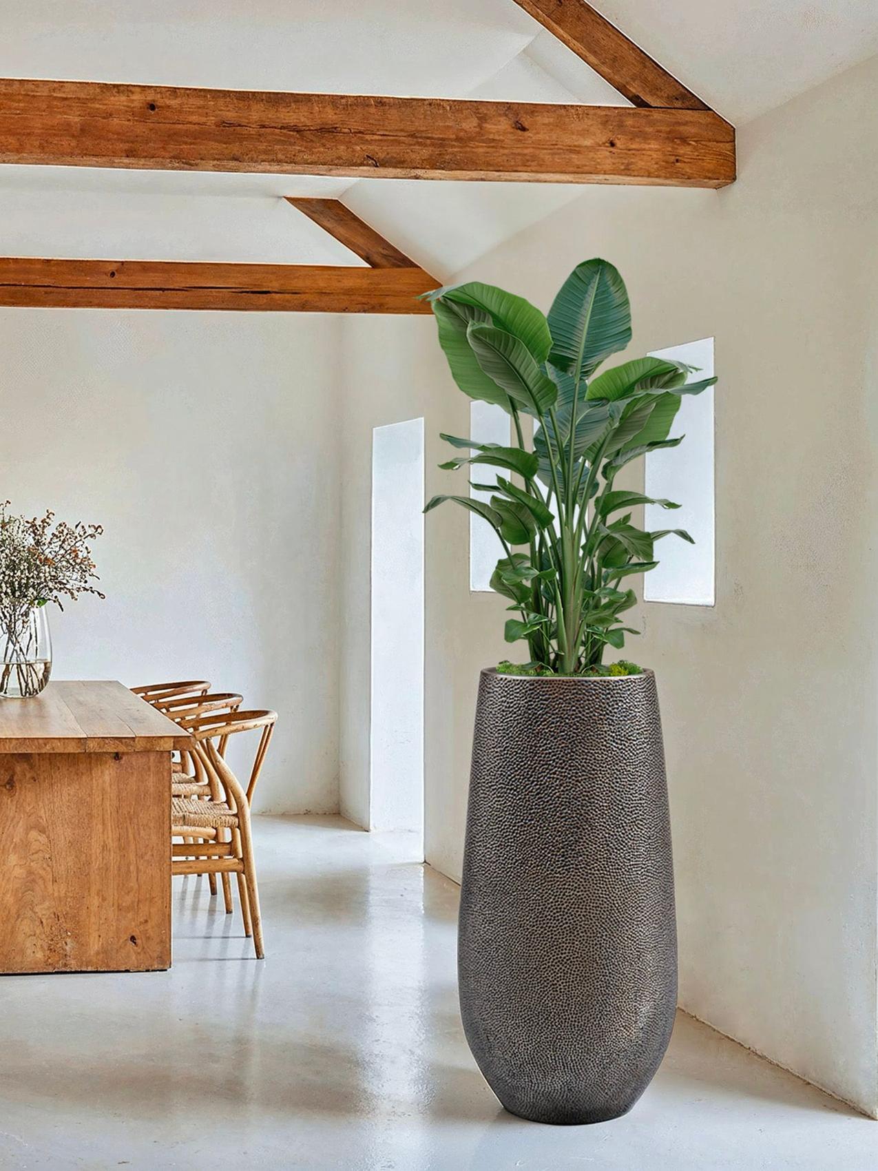Beste Zimmerpflanze für den Löwen - Strelitzie (Strelitzia Nicolai) in einem sonnigen Wohnzimmer