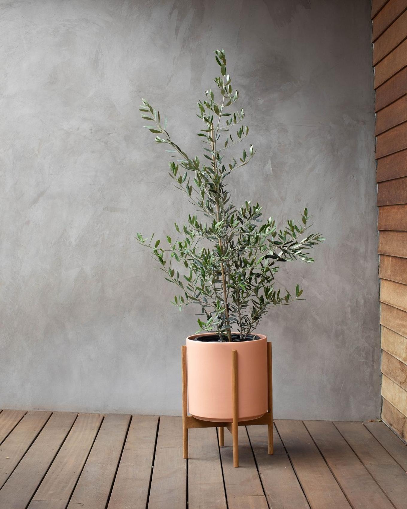 A potted olive tree with slender branches and narrow green leaves sits in a light peach-colored cylindrical planter on a wooden stand, placed on a wooden deck against a smooth gray wall.
