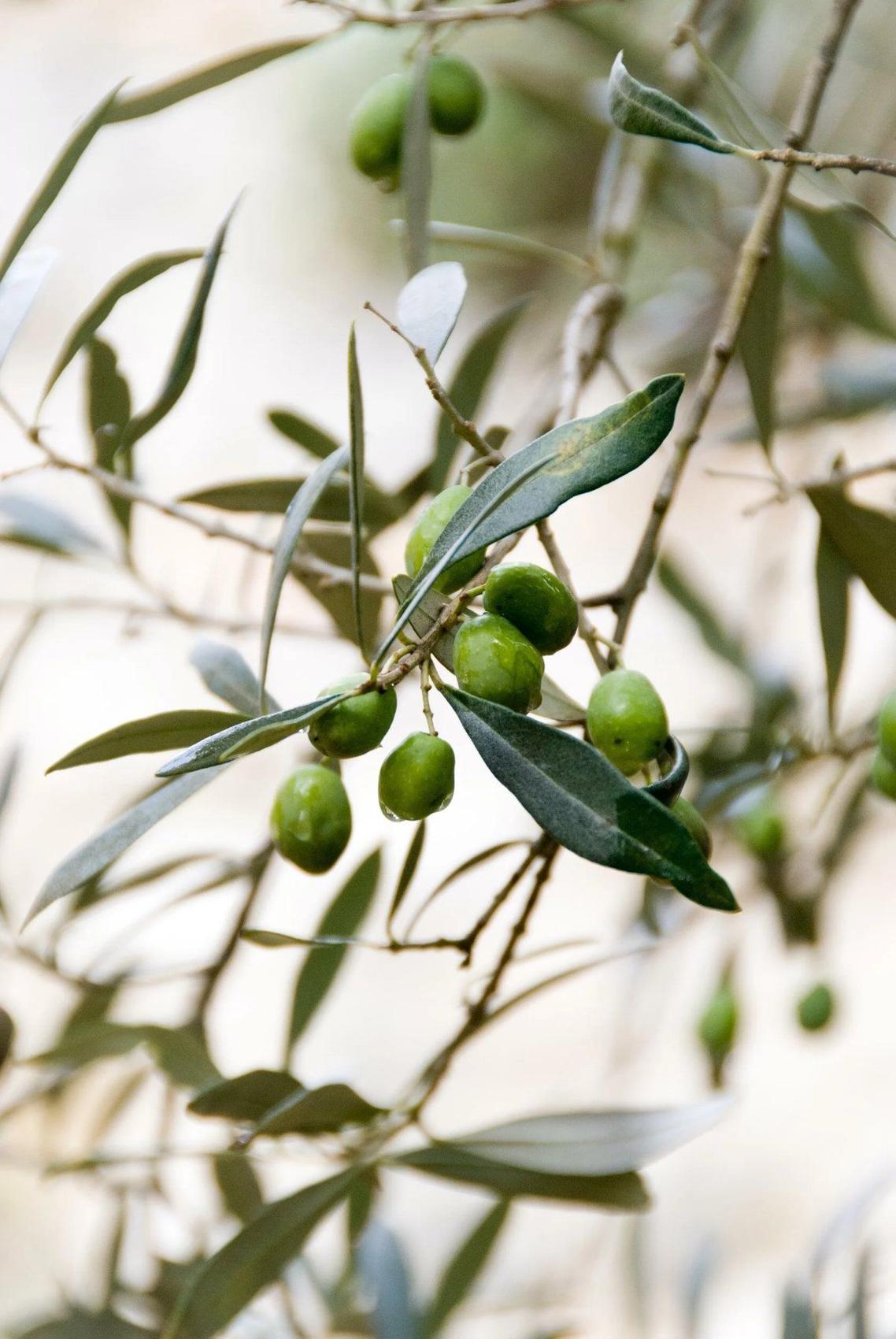 Olive tree bearing fruit
