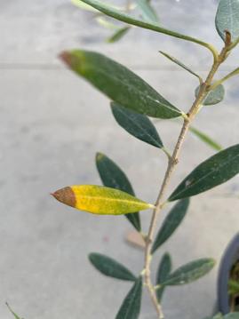 Olive Tree Care Guides