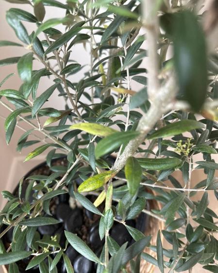 indoor plants picture