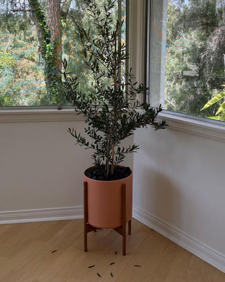indoor plants picture