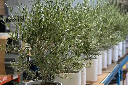 Olive Tree Care Guide