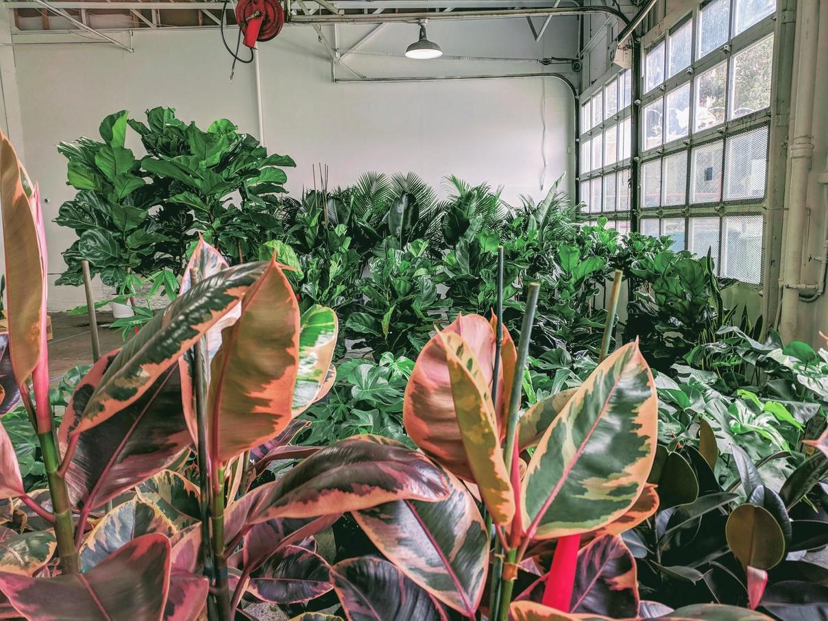 Léon & George Greenhouse