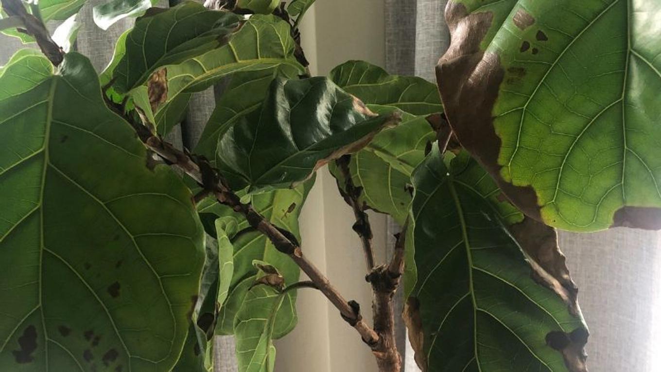 Foliage of a Fiddle Leaf Fig Tree that's been damaged by root rot