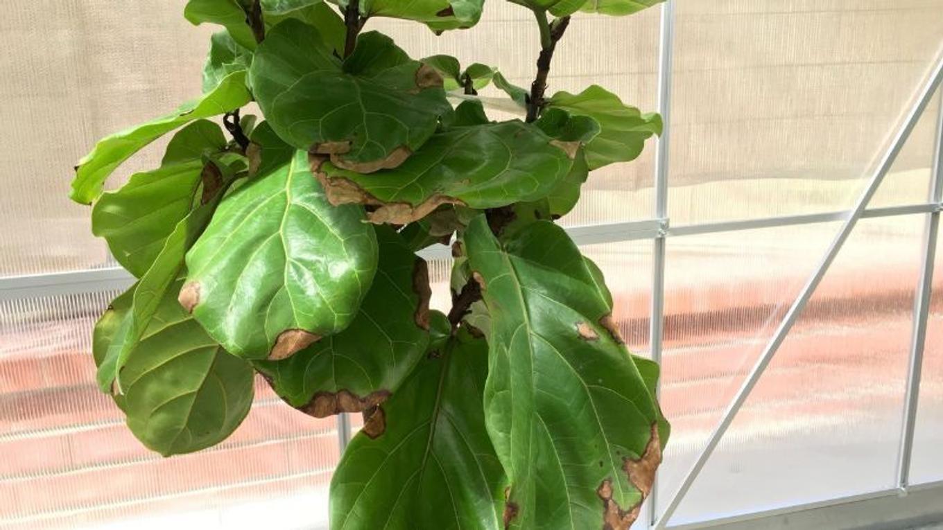 A Fiddle Leaf Fig showing signs of water damage