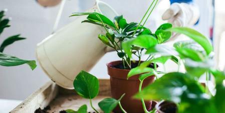 Overwatering vs. Underwatering (and how to treat both)