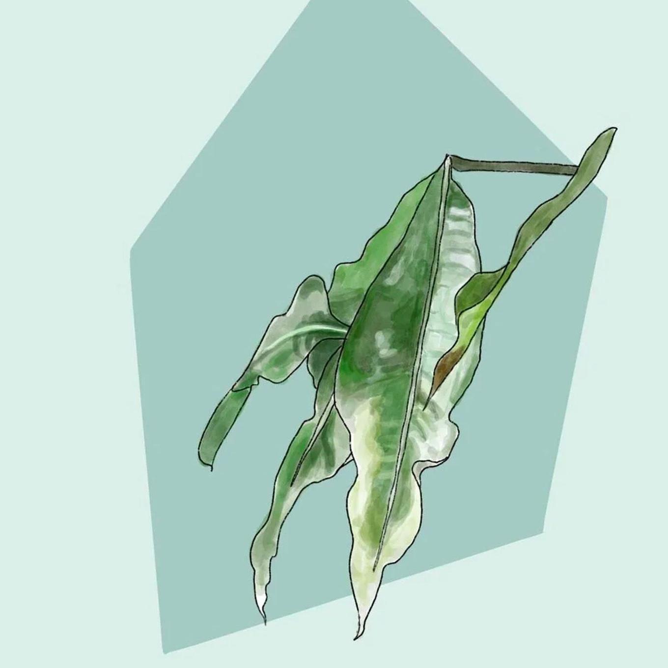 illustration pachira aquatica avec des feuilles sèches