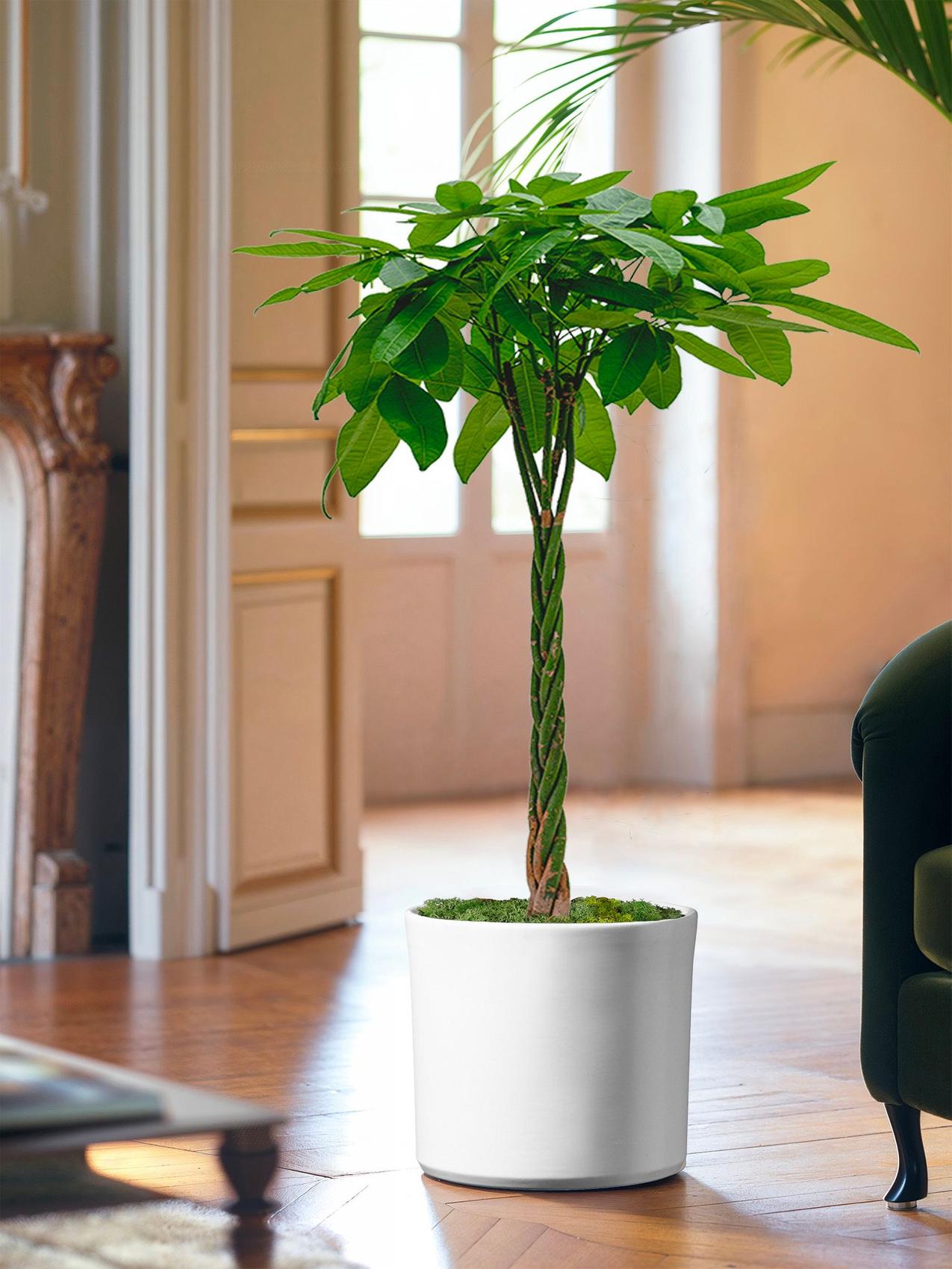 Beste Zimmerpflanze für den Steinbock - Geflochtener Geldbaum (Pachira aquatica) in einem hellen Wohnzimmer