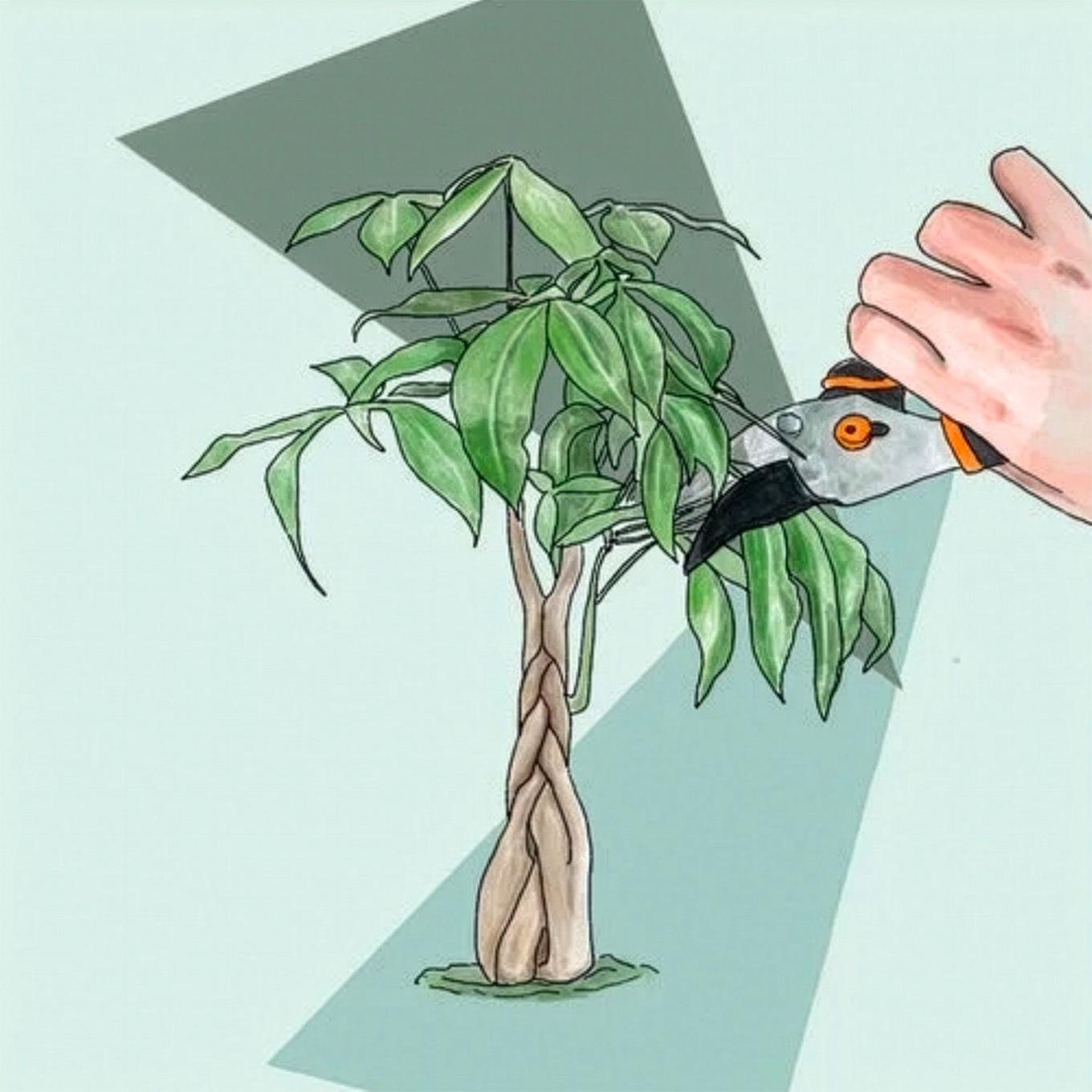 illustration taille du pachira aquatica