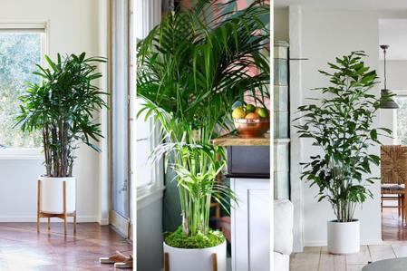 Palm Care Guides