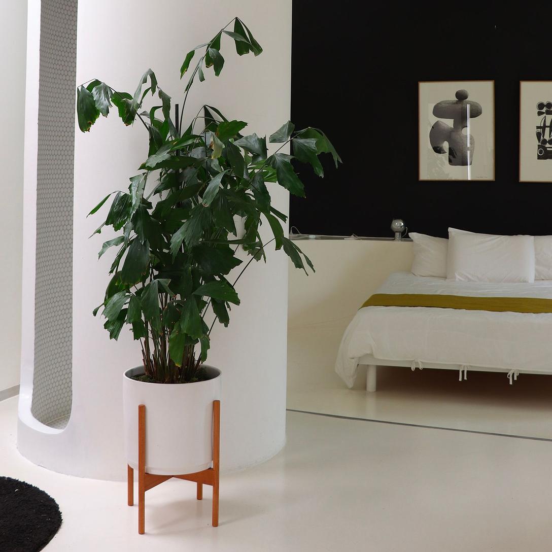 Achat Plantes en Ligne