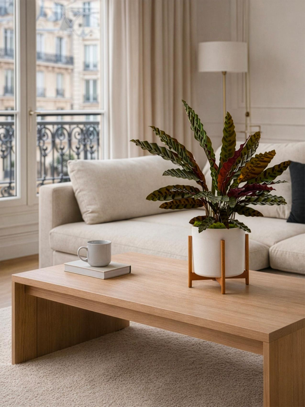 Beste Zimmerpflanze für den Schützen - Calathea Pfau in einem hellen Interieur