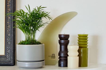 Parlor Palm Care Guide