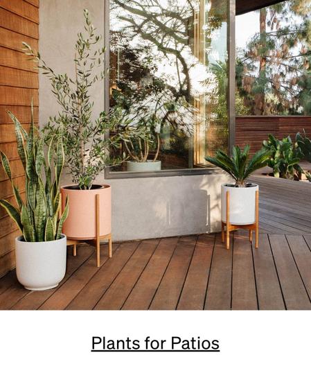 Best patio plants