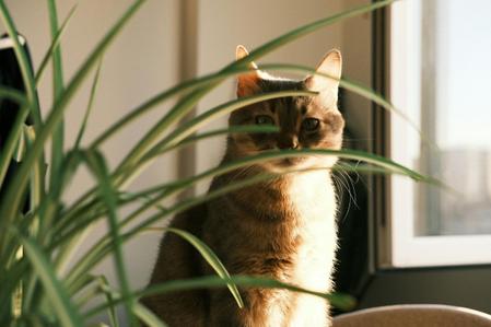 Pet Safe Houseplants: Debunking Myths Around Flora & Fauna