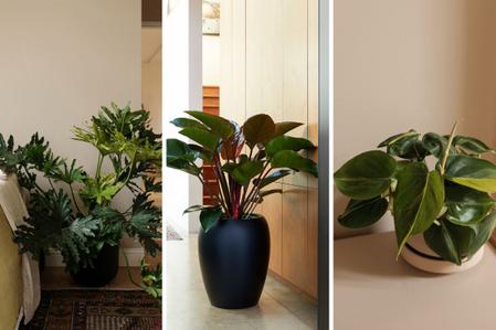 Philodendron Care Guides