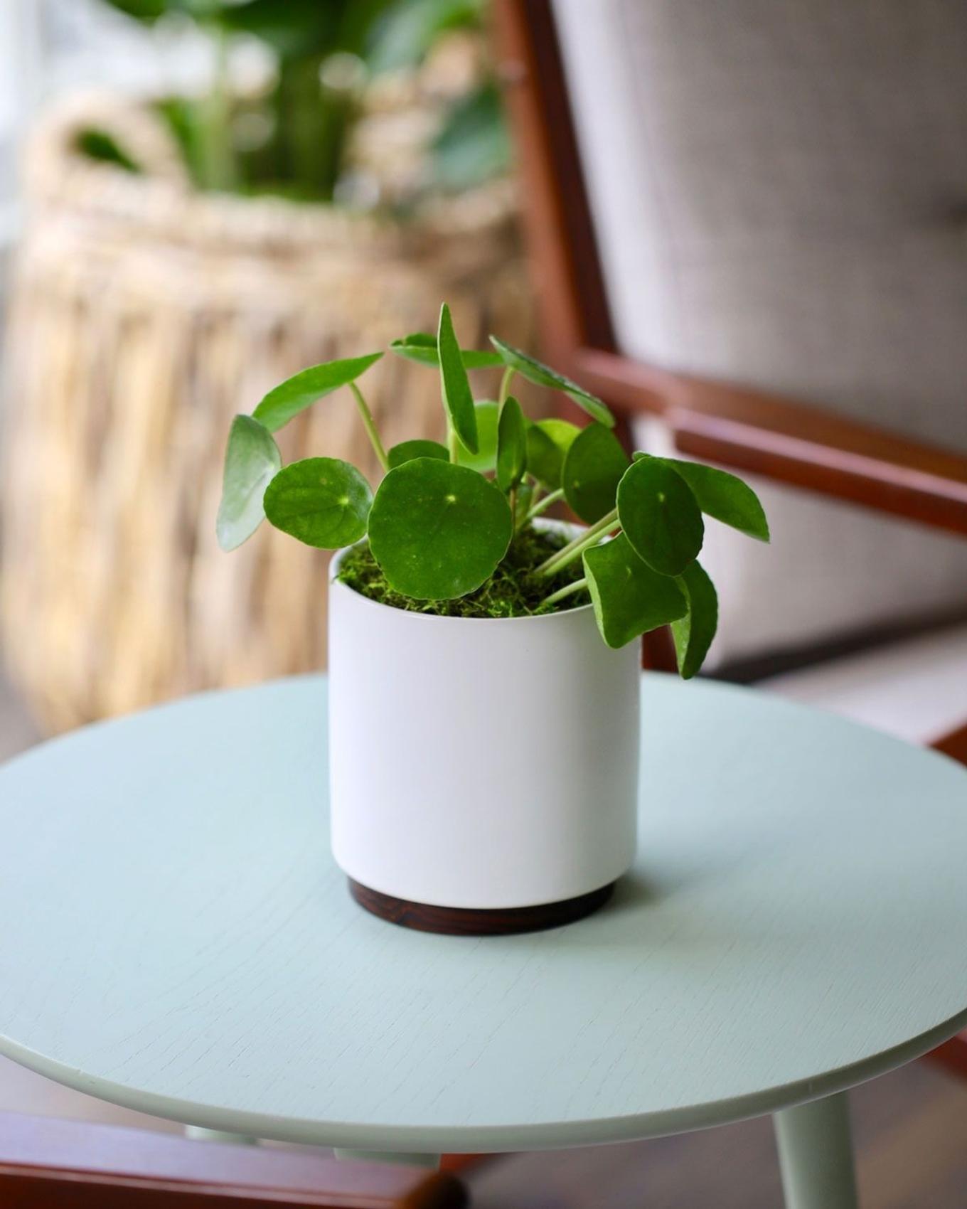 A small Pilea on a sidetable