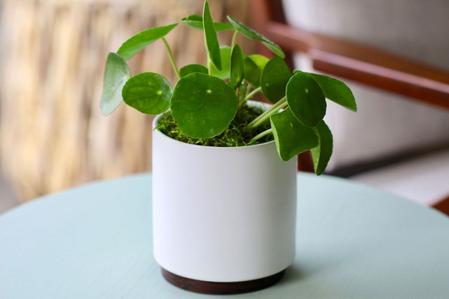 Pilea Peperomiodes Care Guide