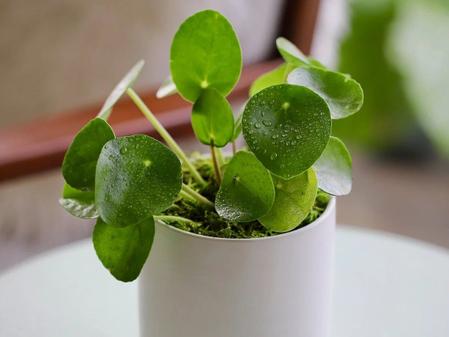 What You Need To Know Before You Buy A Pilea