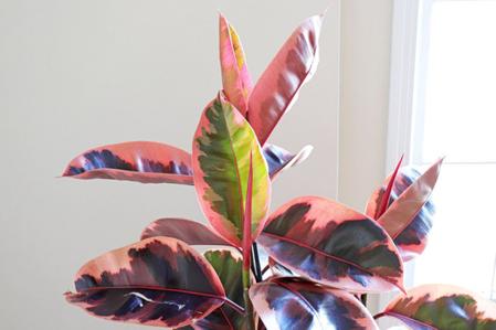 Ruby Rubber Tree Care Guide