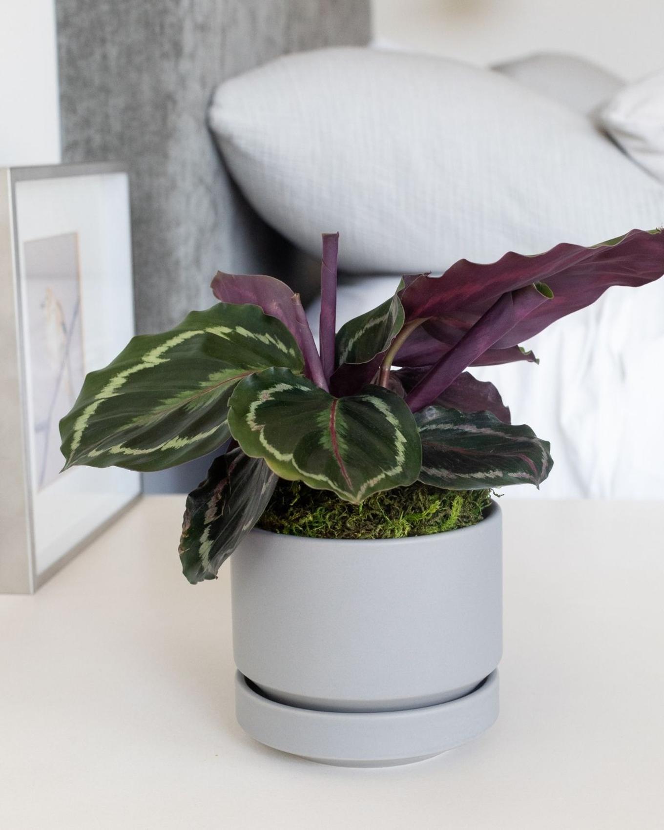 Best Plant for Pisces - Calathea medallion on a bedside table.