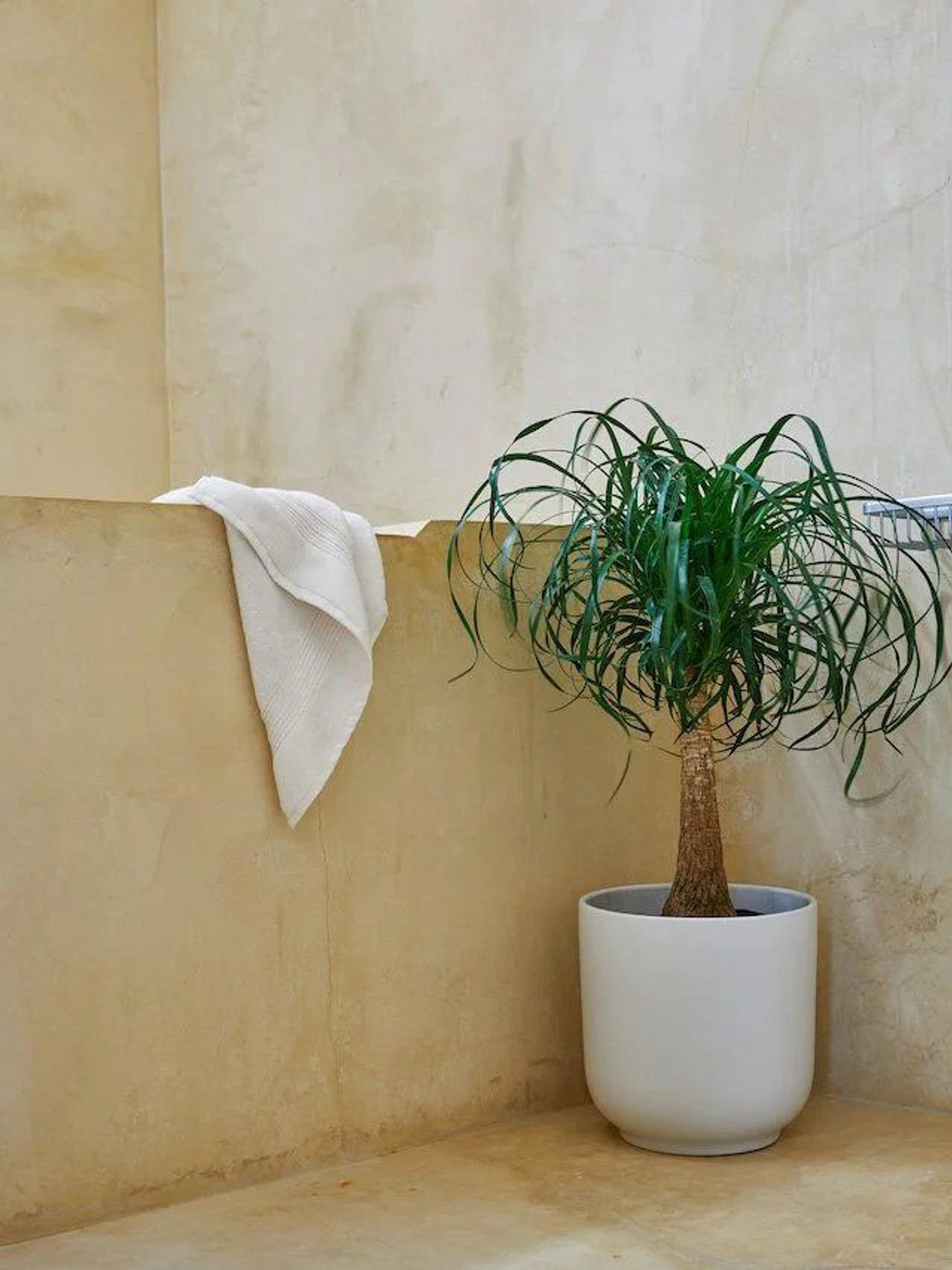 Ponytail Palm in a ceramic planter from Leon & George