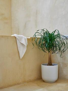What You Need To Know Before You Buy A Ponytail Palm