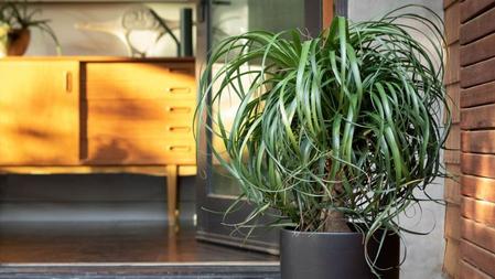Ponytail Palm Care Guide