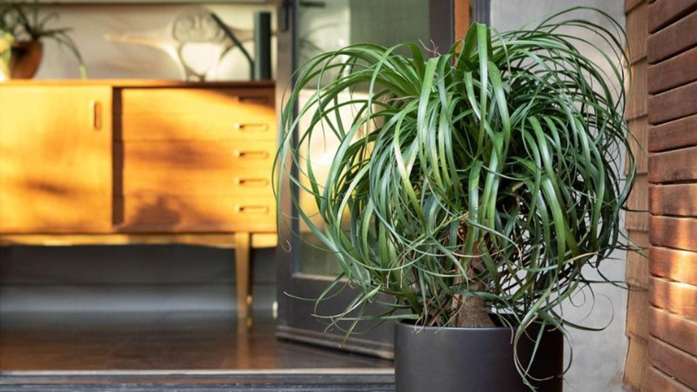 A Ponytail Palm decorating the front entry of a home