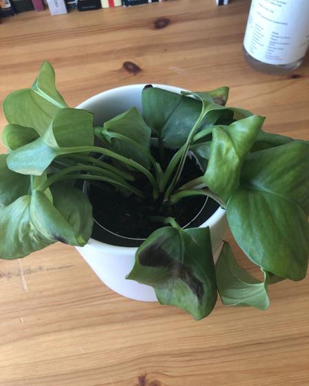 indoor plants picture