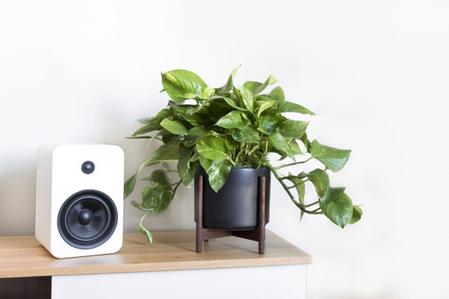 Pothos Care Guide