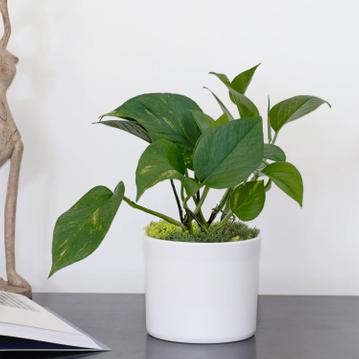 Pothos : guide d'entretien du Pothos doré