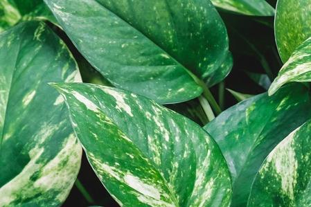 The Best Fertilizer for Pothos Plants