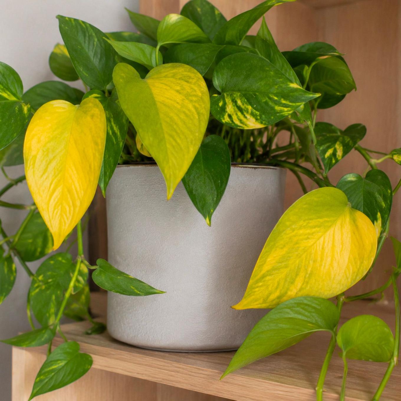 Abbildung eines Pothos mit vergilbten Blättern