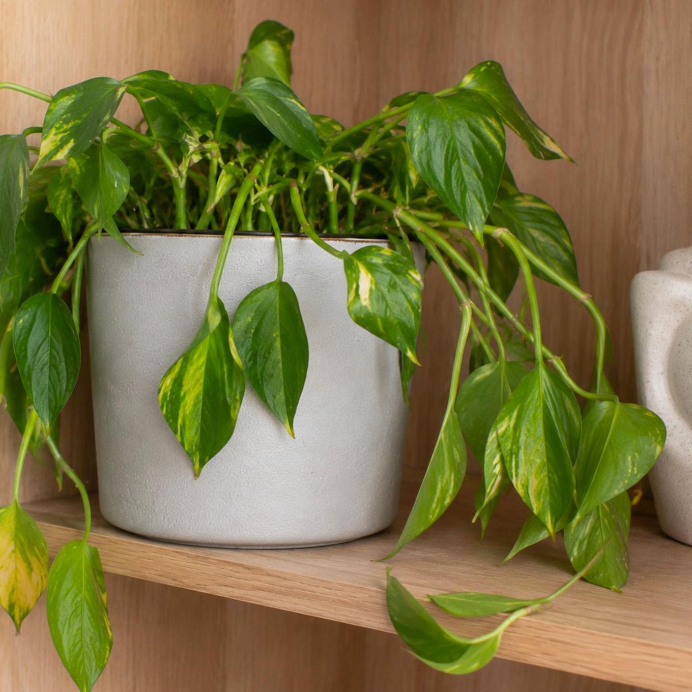 Illustration eines Pothos mit zusammengesunkenen Blättern