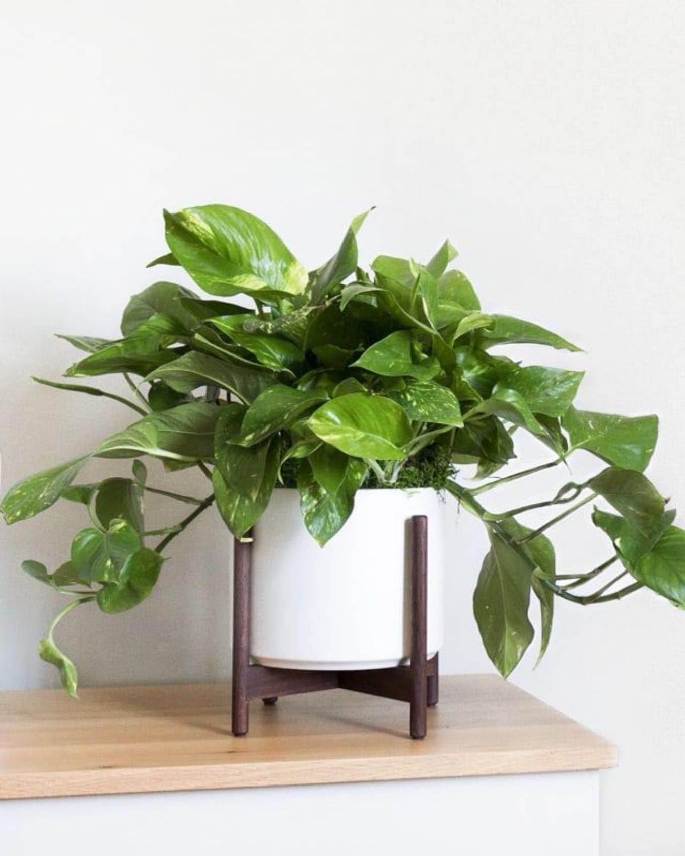 A trailing plant ideal for office shelves