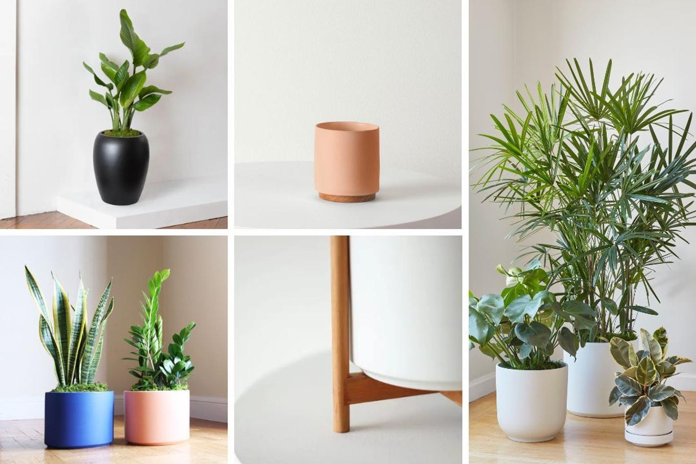Plants and pots potted with no drainage hole